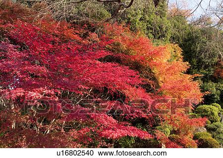 Stock Image - Forest scene with red autumnal leaves. Fotosearch