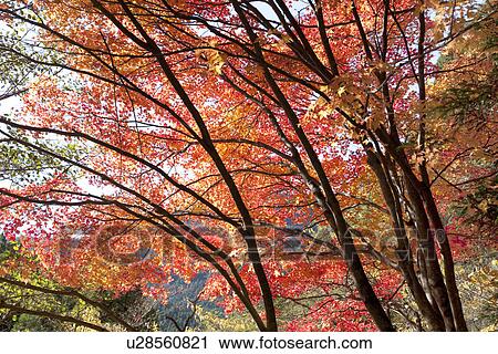 Stock Image - Forest scene with red autumnal leaves. Fotosearch