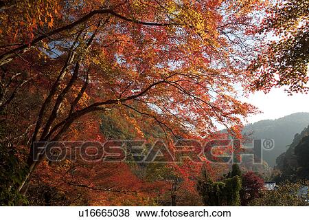 Forest scene with red autumnal leaves View Large Photo Image Stock Photo - Forest scene with red autumnal leaves. Fotosearch