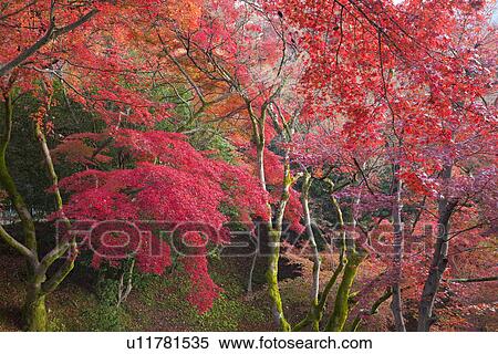 Stock Photography - Forest scene with red autumnal leaves. Fotosearch