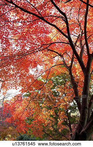 Stock Photography - Forest scene with red autumnal leaves. Fotosearch