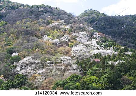 Forest with cherry trees, Arashiyama, Kyoto, Japan View Large Photo Image Picture - Forest with cherry trees, Arashiyama, Kyoto, Japan. Fotosearch