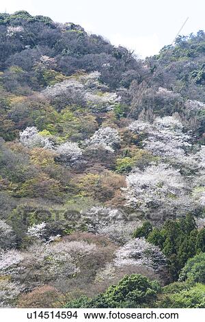 Picture - Forest with cherry trees, Arashiyama, Kyoto, Japan. Fotosearch
