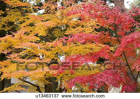 Forest with red and yellow autumnal leaves View Large Photo Image Stock Photo - Forest with red and yellow autumnal leaves. Fotosearch