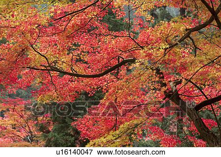 Forest with red and yellow autumnal leaves View Large Photo Image Stock Photo - Forest with red and yellow autumnal leaves. Fotosearch