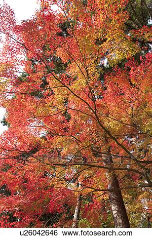 Stock Photograph - Forest with red and yellow autumnal leaves. Fotosearch