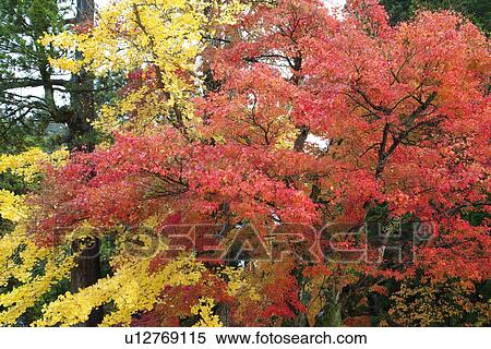 Stock Photography - Forest with red and yellow autumnal leaves. Fotosearch