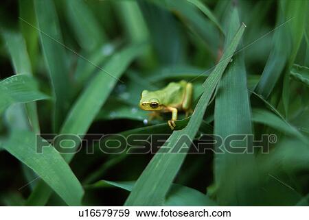 Stock Photo - Frog sitting on plant leaves. Fotosearch