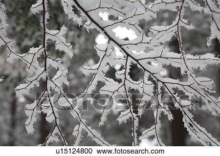 Stock Image - Frost covered branches. Fotosearch
