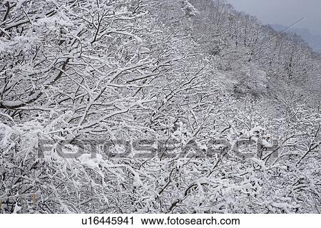 Stock Image - Frost covered forest trees. Fotosearch