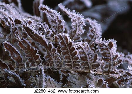 Frosty fallen leaves View Large Photo Image Stock Image - Frosty fallen leaves. Fotosearch