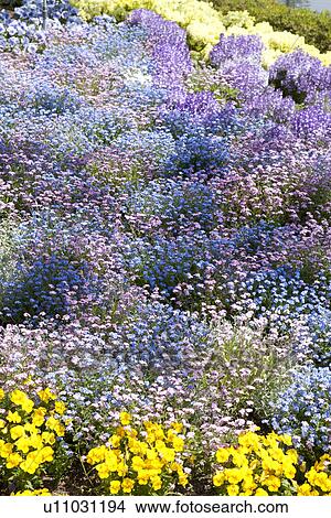Picture - Garden of blue and purple flower bushes. Fotosearch