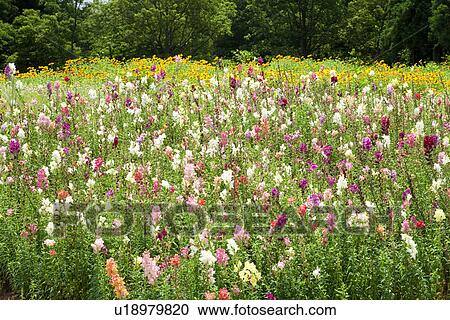 Garden of multicolored flowers View Large Photo Image Stock Image - Garden of multicolored flowers. Fotosearch