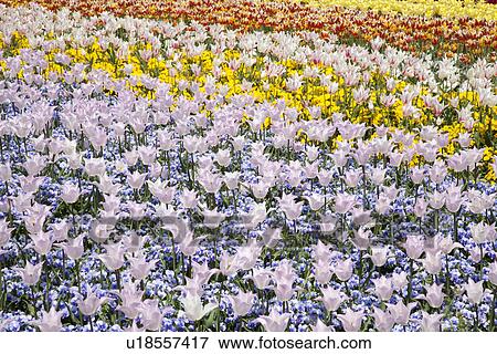 Garden of multicolored flowers View Large Photo Image Stock Photo - Garden of multicolored flowers. Fotosearch