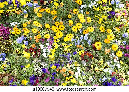 Stock Photo - Garden of multicolored flowers. Fotosearch