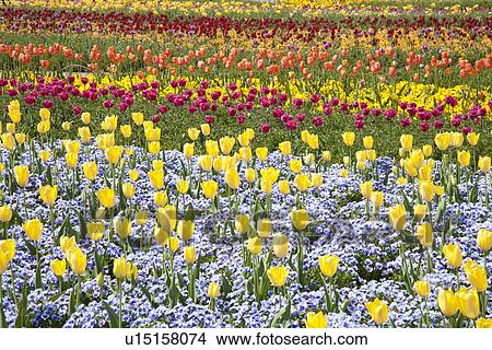 Garden of multicolored tulips View Large Photo Image Picture - Garden of multicolored tulips. Fotosearch