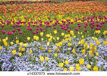 Garden of multicolored tulips View Large Photo Image Stock Image - Garden of multicolored tulips. Fotosearch