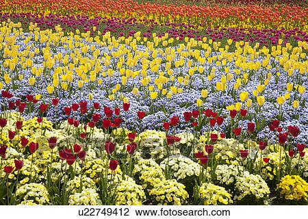 Garden of multicolored tulips View Large Photo Image Stock Image - Garden of multicolored tulips. Fotosearch