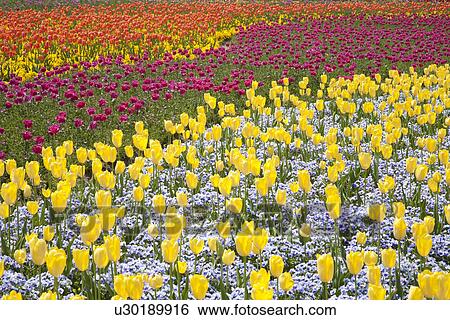 Garden of multicolored tulips View Large Photo Image Stock Photograph - Garden of multicolored tulips. Fotosearch