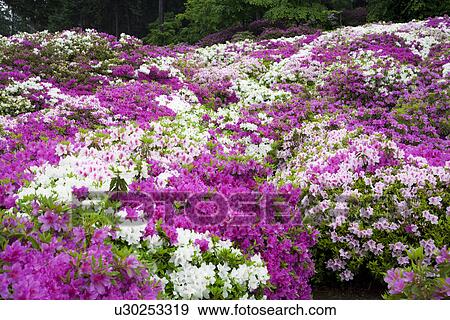 Garden of purple and white azalea bushes View Large Photo Image Stock Photo - Garden of purple and white azalea bushes. Fotosearch