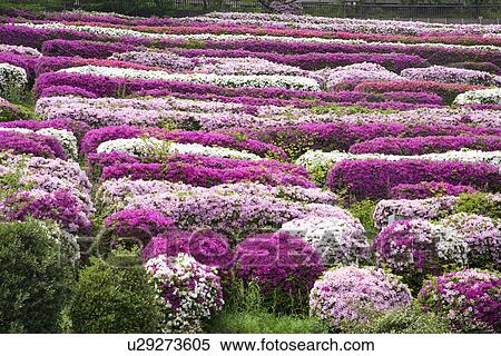 Stock Photography - Garden of purple and white azalea bushes. Fotosearch
