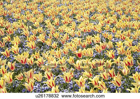 Garden of yellow flowers View Large Photo Image Stock Image - Garden of yellow flowers. Fotosearch