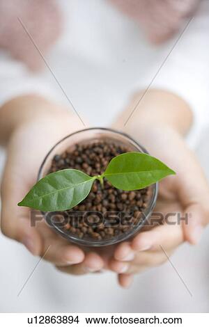 Picture - Girls hands holding a cotyledon seedling. Fotosearch