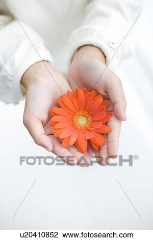 Stock Image - Girls hands holding an orange gerbera daisy. Fotosearch