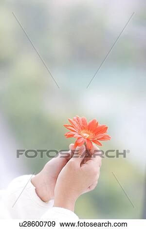 Girls hands holding an orange gerbera daisy View Large Photo Image Stock Photo - Girls hands holding an orange gerbera daisy. Fotosearch