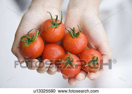 Stock Image - Girls hands holding cherry tomatoes. Fotosearch