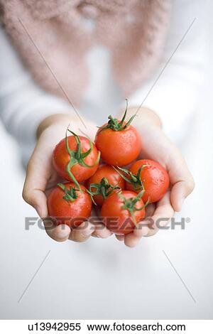 Girls hands holding cherry tomatoes View Large Photo Image Stock Photography - Girls hands holding cherry tomatoes. Fotosearch