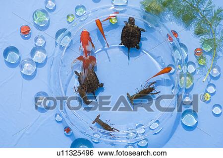 Stock Photograph - Goldfish, crayfish and turtles in a bowl. Fotosearch