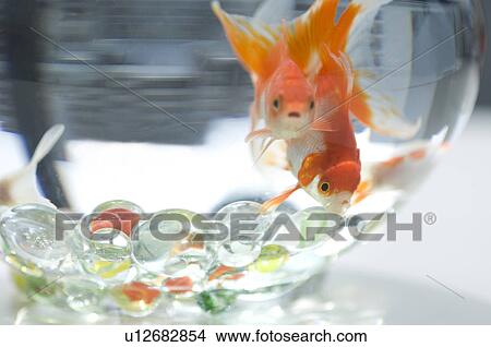 Picture - Goldfish in a fishbowl. Fotosearch