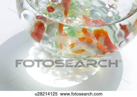 Goldfish in a fishbowl View Large Photo Image Stock Photography - Goldfish in a fishbowl. Fotosearch
