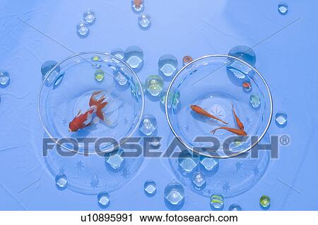 Stock Image - Goldfish in bowls. Fotosearch