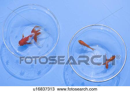 Goldfish in bowls View Large Photo Image Stock Image - Goldfish in bowls. Fotosearch