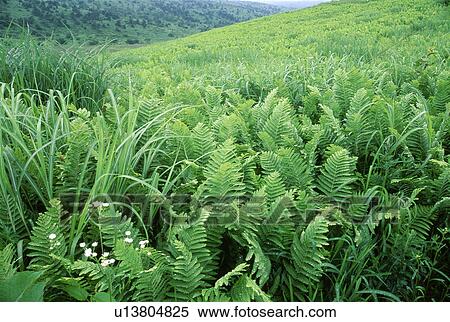 Green field of ferns View Large Photo Image Stock Photography - Green field of ferns. Fotosearch
