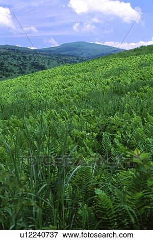 Green field with mountains View Large Photo Image Stock Photo - Green field with mountains. Fotosearch