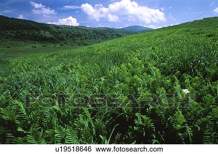 Stock Photograph - Green field with mountains. Fotosearch