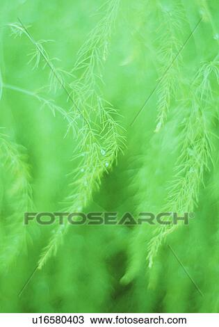 Stock Image - Green leaves with water drops. Fotosearch
