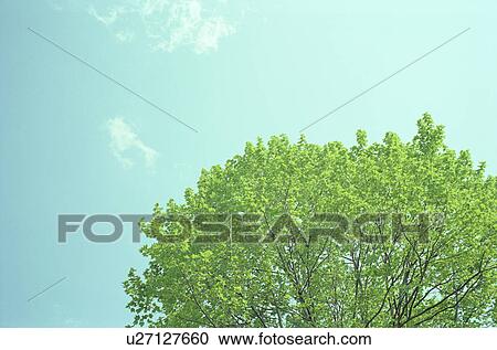 Stock Image - Green tree and blue sky. Fotosearch