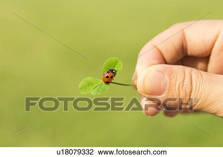 Hand holding ladybug on a leaf View Large Photo Image Stock Image - Hand holding ladybug on a leaf. Fotosearch