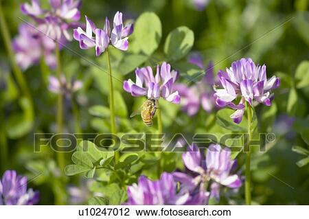 Stock Image - Honeybee pollinating a purple Chinese milk vetch flower. Fotosearch