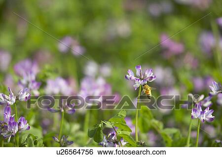 Honeybee pollinating a purple Chinese milk vetch flower View Large Photo Image Stock Photograph - Honeybee pollinating a purple Chinese milk vetch flower. Fotosearch