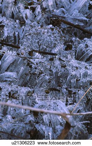 Stock Image - Ice needles. Fotosearch