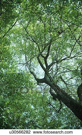 Stock Image - Inside of green tree. Fotosearch