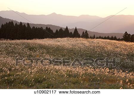 Japanese pampas grass and mountain range View Large Photo Image Stock Photo - Japanese pampas grass and mountain range. Fotosearch