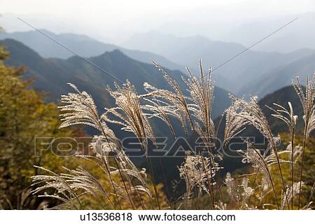 Stock Photo - Japanese pampas grass and mountain range. Fotosearch