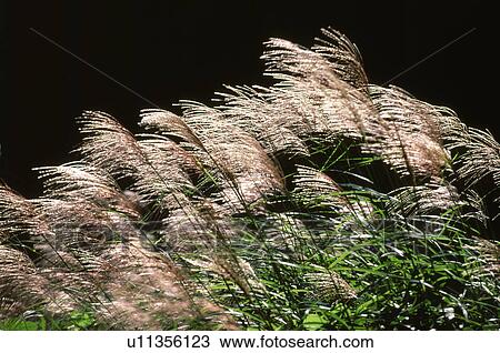 Japanese pampas grass View Large Photo Image Stock Image - Japanese pampas grass. Fotosearch