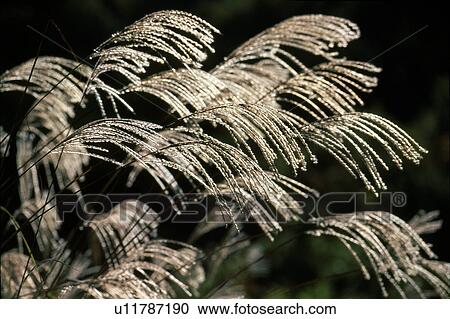 Stock Image - Japanese pampas grass. Fotosearch
